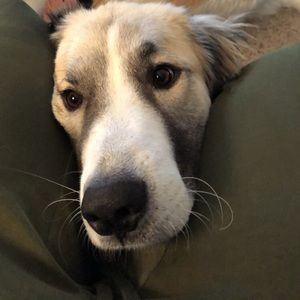 Meet your Posher, Sid